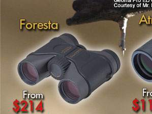 Foresta Binoculars